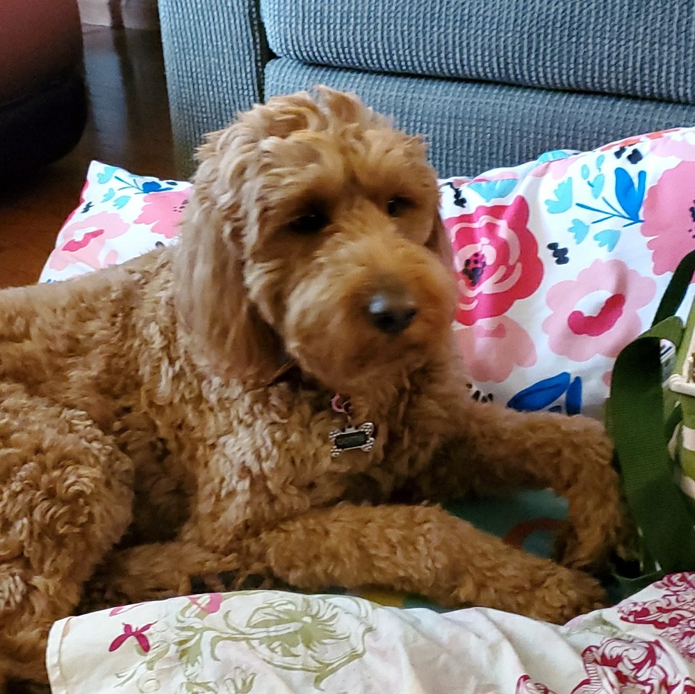 Meet your Posher, Ellen